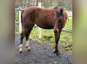 Freiberger, Mare, 1 year, 13,2 hh, Brown