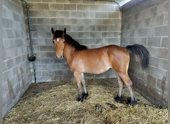 Freiberger Mix, Mare, 1 year, 14,1 hh, Brown