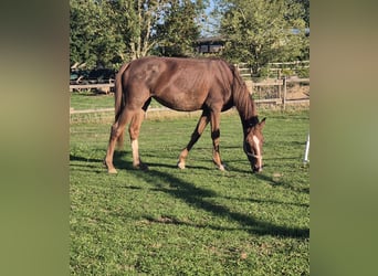 Freiberger Mix, Mare, 1 year, 14,1 hh, Chestnut-Red
