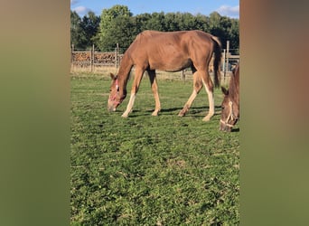 Freiberger Mix, Mare, 1 year, 14,1 hh, Chestnut-Red