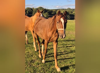 Freiberger Mix, Mare, 1 year, 14,1 hh, Chestnut-Red
