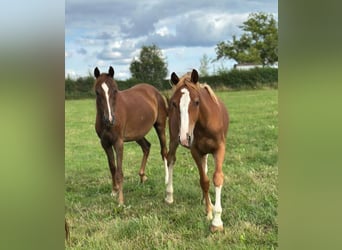 Freiberger Mix, Mare, 1 year, 14,1 hh, Chestnut-Red