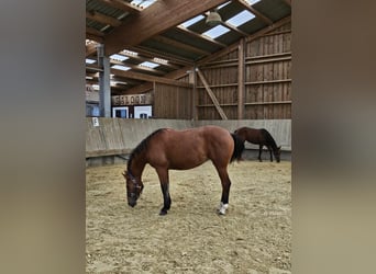 Freiberger, Mare, 1 year, 15,1 hh, Brown