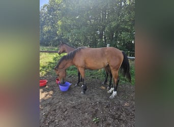 Freiberger, Mare, 1 year, 15,1 hh, Brown