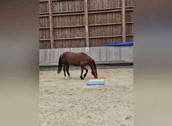 Freiberger, Mare, 1 year, 15,1 hh, Brown