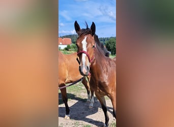 Freiberger, Mare, 1 year, 15.2 hh, Brown Freiberger, Mare, 1 year, 15.2 hh, Brown