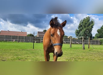 Freiberger, Mare, 1 year, 15.2 hh, Brown