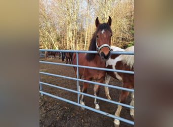 Freiberger, Mare, 1 year, 15 hh