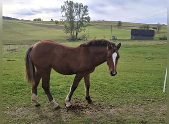 Freiberger, Mare, 1 year, 15,1 hh, Brown
