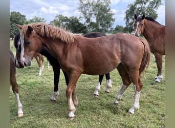 Freiberger, Mare, 1 year, 15,2 hh, Chestnut-Red