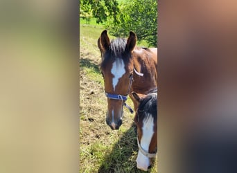 Freiberger, Mare, 1 year, Brown