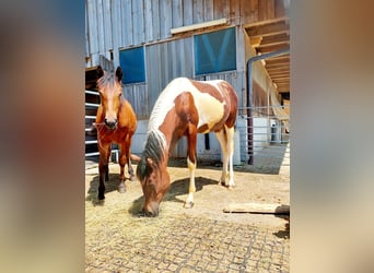 Freiberger, Mare, 1 year, Brown