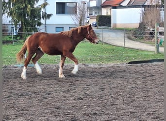 Freiberger, Mare, 1 year, Chestnut-Red