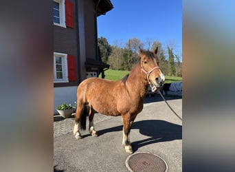 Freiberger, Mare, 23 years, 14.3 hh, Brown