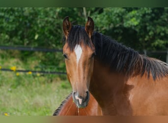 Freiberger, Mare, 2 years, 15.1 hh, Brown