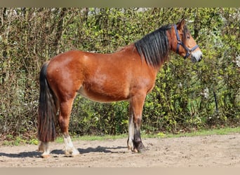 Freiberger, Mare, 2 years, 15.1 hh, Brown