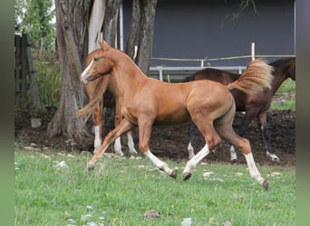 Freiberger, Mare, 2 years, 15.2 hh, Chestnut-Red