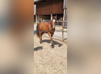 Freiberger, Mare, 2 years, 15 hh, Brown