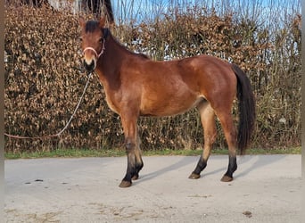 Freiberger, Mare, 2 years, 15 hh, Brown
