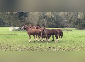 Freiberger, Mare, 2 years, 15,1 hh, Brown