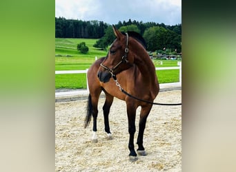 Freiberger, Mare, 3 years, 14.2 hh, Bay-Dark Freiberger, Mare, 3 years, 14.2 hh, Bay-Dark