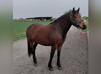 Freiberger, Mare, 3 years, 14.2 hh