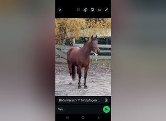 Freiberger, Mare, 3 years, 14,1 hh, Brown