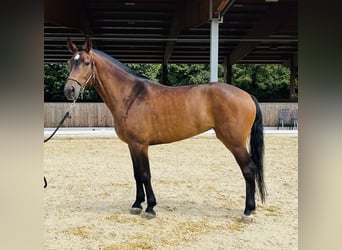Freiberger, Mare, 3 years, 14,2 hh, Bay-Dark