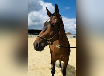 Freiberger, Mare, 3 years, 14,2 hh, Bay-Dark