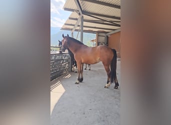 Freiberger, Mare, 3 years, 14,3 hh, Brown