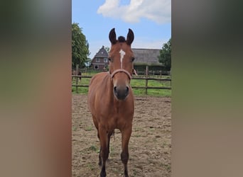 Freiberger, Mare, 3 years, 14,3 hh, Brown