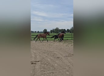 Freiberger, Mare, 3 years, 14,3 hh, Brown