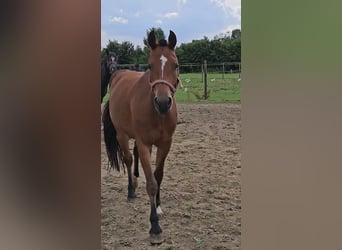 Freiberger, Mare, 3 years, 14,3 hh, Brown
