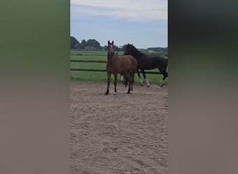 Freiberger, Mare, 3 years, 14,3 hh, Brown