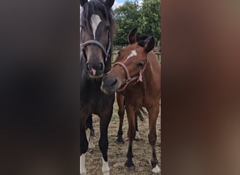 Freiberger, Mare, 3 years, 14,3 hh, Brown