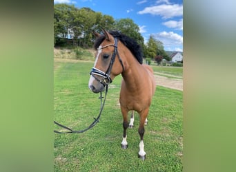 Freiberger, Mare, 3 years, 15.1 hh, Brown