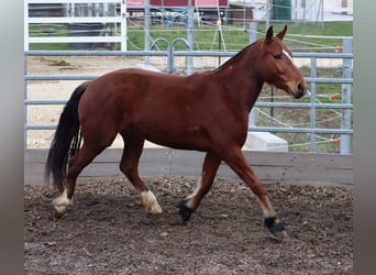 Freiberger, Mare, 3 years, 15.1 hh, Brown