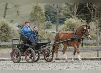 Freiberger, Mare, 3 years, 15.1 hh, Brown Freiberger, Mare, 3 years, 15.1 hh, Brown