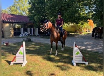 Freiberger, Mare, 3 years, 15.1 hh, Brown