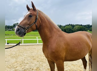 Freiberger, Mare, 3 years, 15.1 hh, Chestnut-Red Freiberger, Mare, 3 years, 15.1 hh, Chestnut-Red