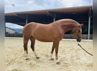 Freiberger, Mare, 3 years, 15.1 hh, Chestnut-Red Freiberger, Mare, 3 years, 15.1 hh, Chestnut-Red