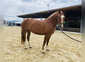 Freiberger, Mare, 3 years, 15.1 hh, Chestnut-Red Freiberger, Mare, 3 years, 15.1 hh, Chestnut-Red