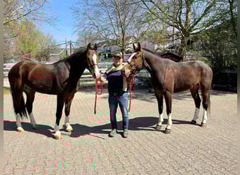 Freiberger, Mare, 3 years, 15.2 hh, Bay-Dark