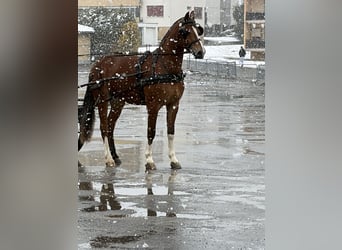 Freiberger, Mare, 3 years, 15.2 hh, Brown