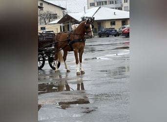 Freiberger, Mare, 3 years, 15.2 hh, Brown