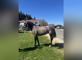Freiberger, Mare, 3 years, 15.2 hh, Grey