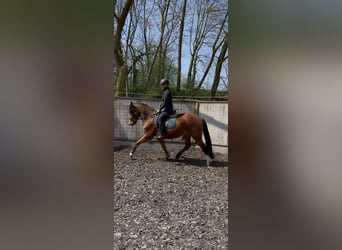 Freiberger, Mare, 3 years, 15 hh, Brown