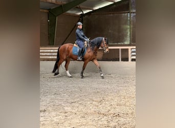 Freiberger, Mare, 3 years, 15 hh, Brown