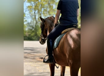 Freiberger, Mare, 3 years, 15 hh, Brown