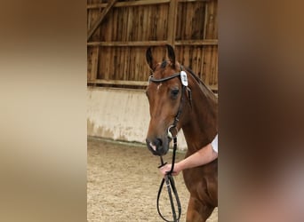 Freiberger, Mare, 3 years, 15,1 hh, Bay-Dark